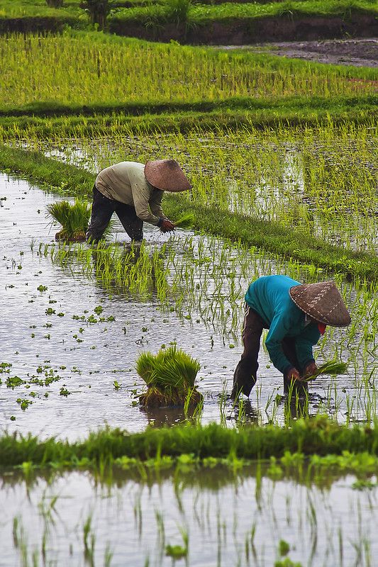 Cooperative Farming Program - NKO Farms